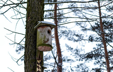 Homemade wooden nesting box covered with snow hanging on the tree in winter forest.