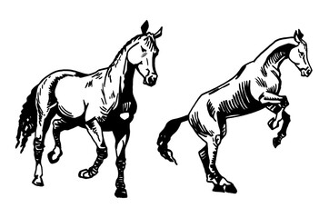 Vector set of horses isolated on white background,graphical illustration