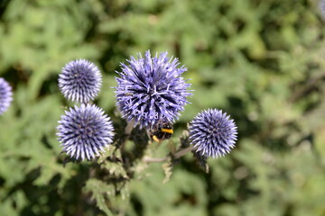 Hummel auf Kugeldsitel