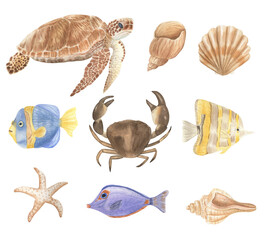 Set of ocean life on a white background. Sea inhabitants Watercolor illustration Turtle Fish. Starfish. Crab. Shells.