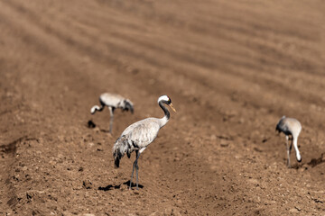 Eurasian Crane in an early autumn morning in a plowed field near Agamon Hula, Israel. 