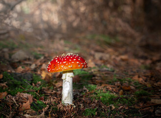 Fly Agaric (amanita mascara) in autumn light