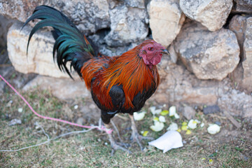 Fighting rooster in the city of Coyllurqui, Peru. June 27, 2019