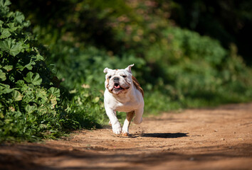 English bulldog running with happy face