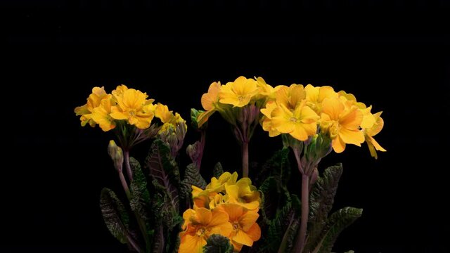 Yellow primrose flowers on a black background, time lapse, 4k