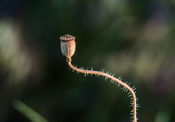 Seed capsules of the field poppy.