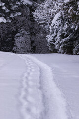 Fototapeta na wymiar Lonely path in the snow . Footprints in the clearing. Tranquility scene.