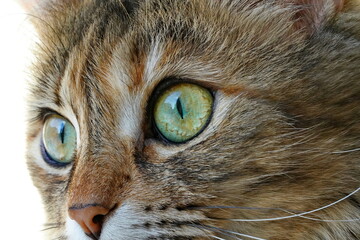 Domestic cat face with big eyes close-up, macro shot