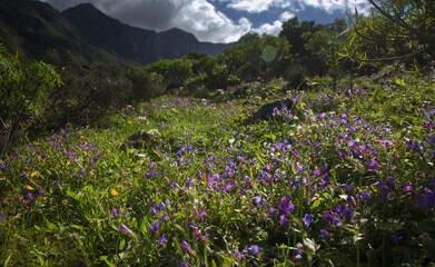 Obraz premium Flora of Gran Canaria - Echium plantagineum natural macro floral background