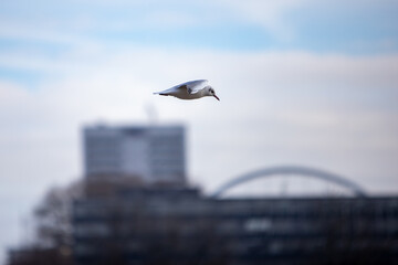 seagull flying over rhine river, bokeh  background