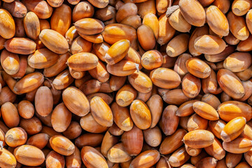 oak acorns in mass brown, seamless texture