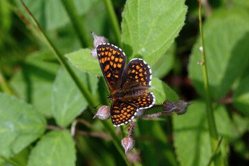 A Heath Fritillary Butterfly nectering on a Bramble flower.