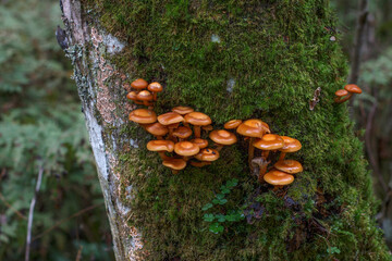 group of tiny brown mushrooms growing out of the tree bark covered with green soft thick moss....
