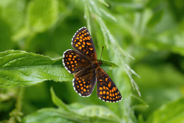 A Heath Fritillary Butterfly basking on green leaves.