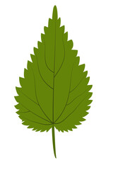 Green nettle leaf on white background