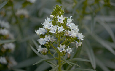 Flora of Gran Canaria - Echium decaisnei, white bugloss endemic to Canary Islands natural macro floral background