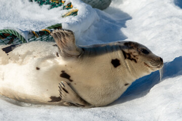A large grey adult harp seal moving along the top of ice and snow.  You can see its flippers, dark eyes, claws and long whiskers. The gray seal has brown, beige and tan fur skin with a shiny coat. 