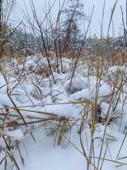 trees in the snow