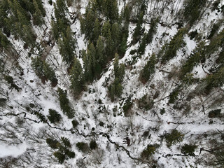 forêt du Corbier vue du ciel