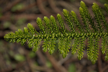 Green small Leaves of Araucaria heterophylla natural macro floral background