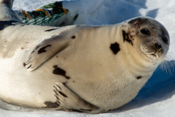 A large grey adult harp seal moving along the top of ice and snow.  You can see its flippers, dark eyes, claws and long whiskers. The gray seal has brown, beige and tan fur skin with a shiny coat. 