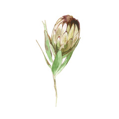 Protea flower watercolor painting vector illustration. Hand drawn sepia wedding herb, plant with elegant leaves. Botanical rustic trendy greenery.
