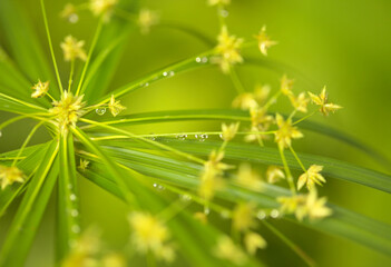 papyrus sedge radial green leaves natural macro floral background