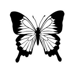Graphic flying black and white butterflies. Vector illustration. Tropical butterfly on a white background