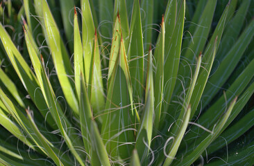 Agave filifera aka thread agave attractive leaves natural macro floral background