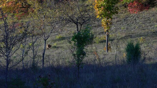 Red Fox in natural environment (Vulpes vulpes) - (4K)