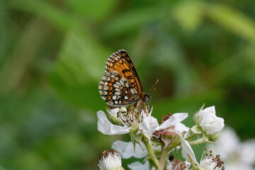 A Heath Fritillary Butterfly nectering on a Bramble flower.