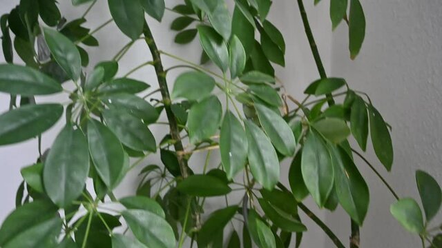 A big Schefflera plant growing indoor.