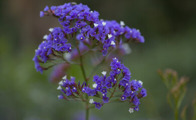 Flora of Gran Canaria -  Limonium preauxii, Sea lavender endemic to the island 
