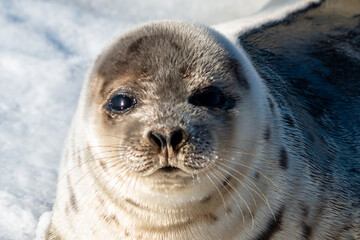 A young harp seal lays on white snow among beach grass in the cold winter. The wild animal has grey fur with harp shaped spots on its skin. The animal has dark eyes, long whiskers and a blubber belly