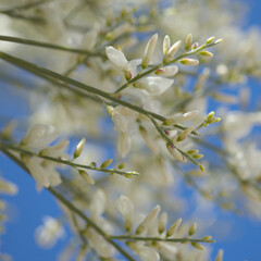 flora of Gran Canaria - Retama rhodorhizoides, broom species endemic to Canary Islands