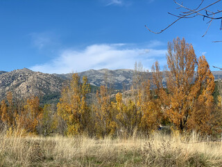 Fototapeta premium autumn forest in the mountains