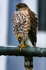 Cooper's Hawk bird
