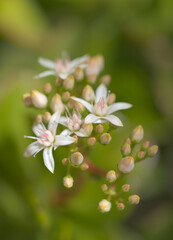 Small pink and red flowers of Crassula ovata, money tree, natural floral background