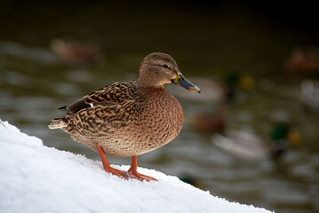 wild ducks on a frozen snow-covered lake. winter landscape