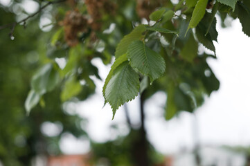 The birch leaves in the sun after the rain 2849.