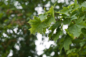 Fototapeta na wymiar Maple leaves in the sun after rain 2850.