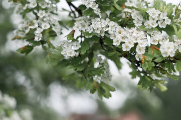 Densely covered with flowers of the hawthorn Bush 2854.