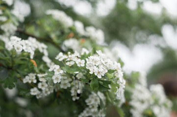 Densely covered with flowers of the hawthorn Bush 2855.