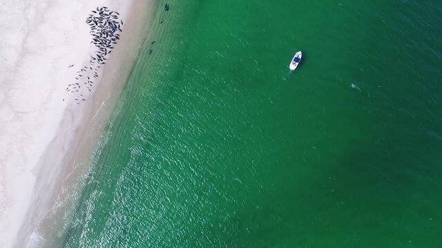 closer verison of slow pass looking down on seals in the emerald water next to a boat with people fishing while white sea birds fly around