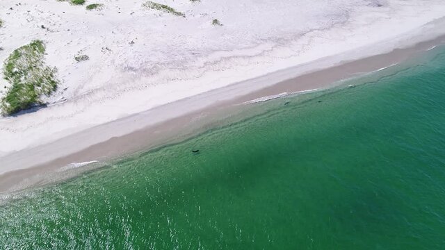 stationary aerial view of three seals casually swimming in clear grean water along the coast of monomoy island