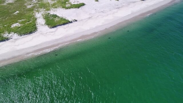 Dynamic and smooth aerial rotation around a few seals swimming along the coast in clear green water