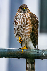 Cooper's Hawk bird