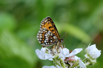 Fototapeta na wymiar A Heath Fritillary Butterfly nectering on a Bramble flower.