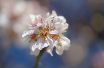 Horticulture of Gran Canaria -  almond trees blooming in Tejeda in January, macro floral background
