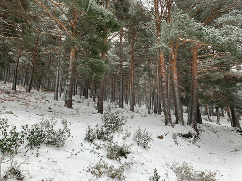 snow covered trees